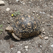 Leopard turtle, Arusha National Park 200.JPG