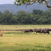 Little Serengeti, Arusha National Park 130.JPG