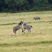 Zebra Arusha National Park 087.JPG