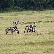 Zebra Arusha National Park 091.JPG
