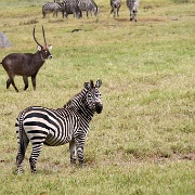 Zebra Arusha National Park 095.JPG