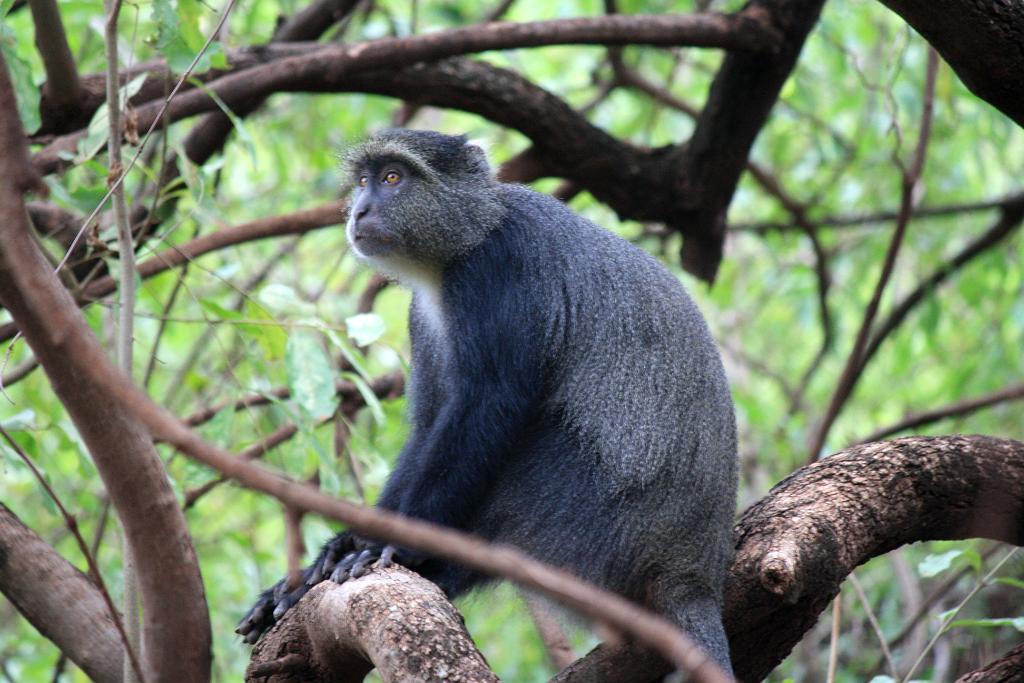 Blue Monkey, Lake Manyara 044