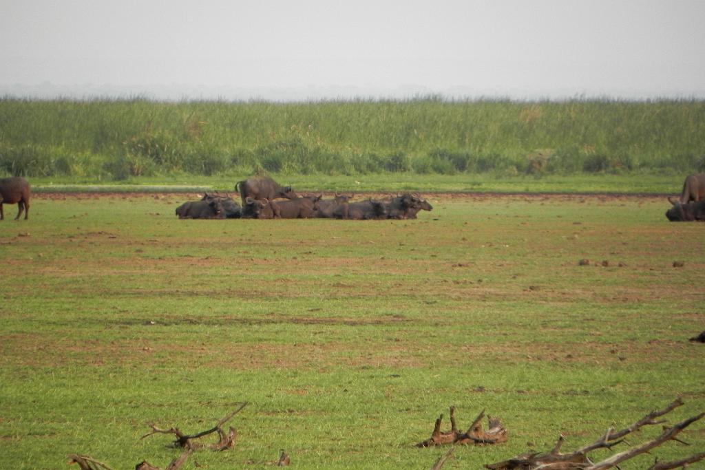 Cape buffalo, Lake Manyara 332