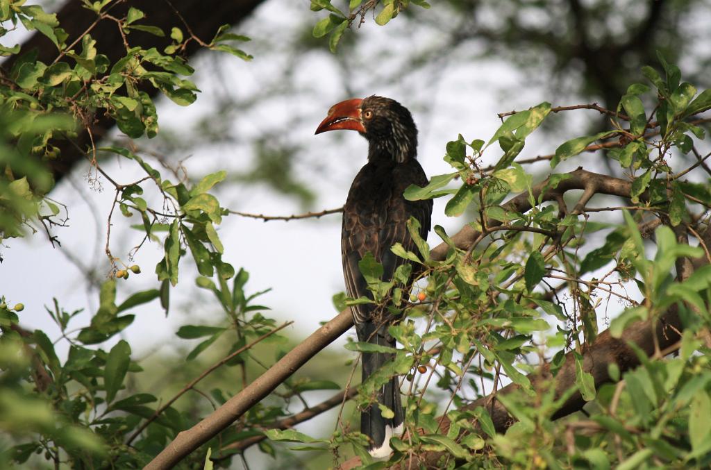 Crowned hornbill, Lake Manyara 296