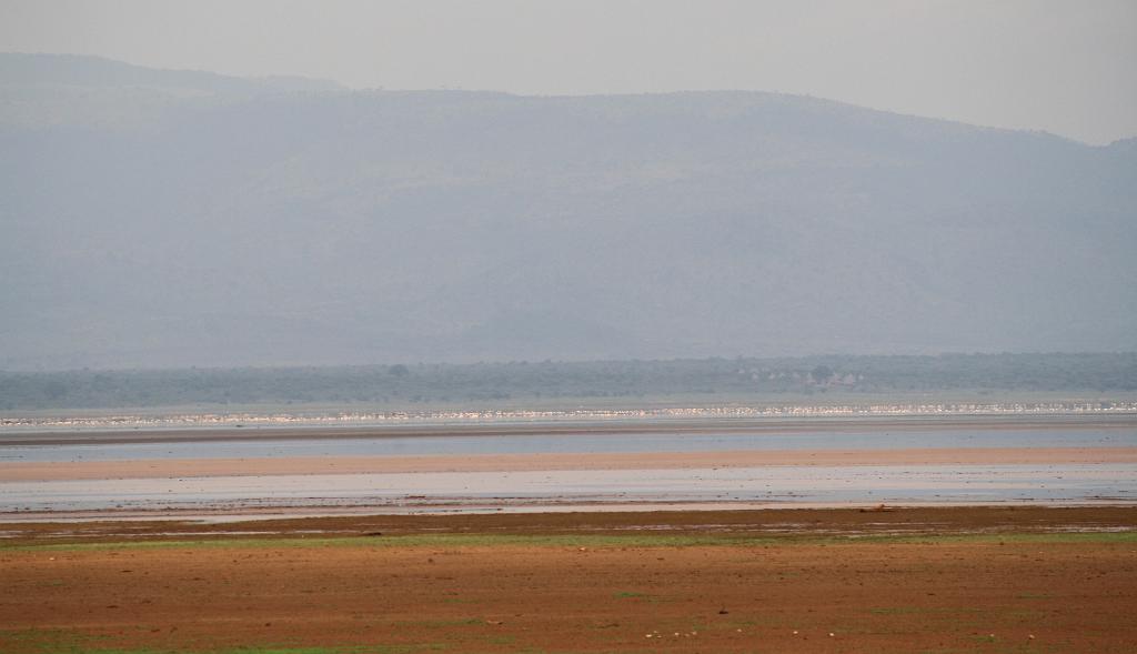 Flamingos Lake Manyara 312