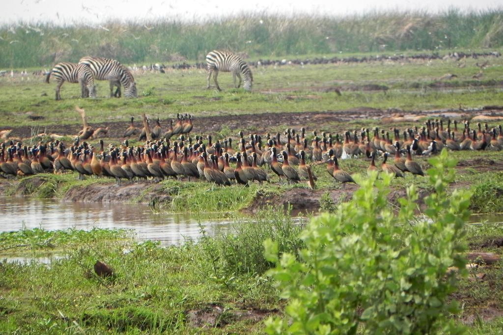 Geese zebras, Lake Manyara 338