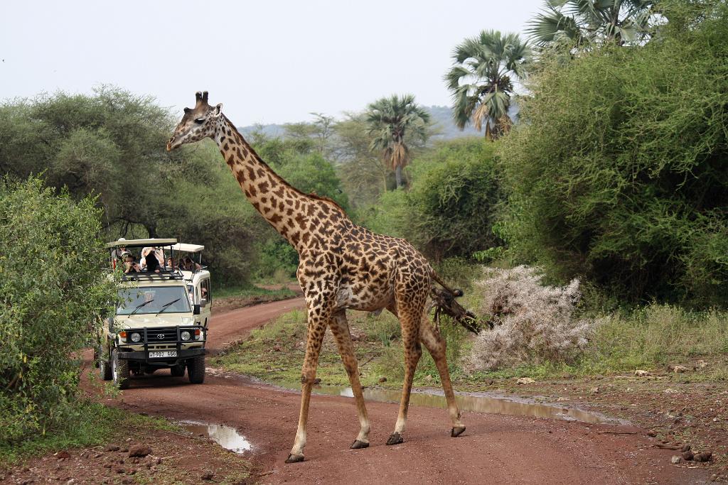 Giraffe, Lake Manyara 104