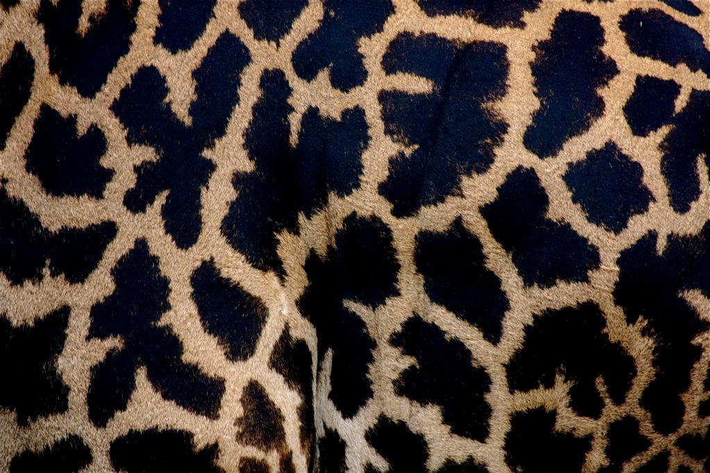Giraffe, Lake Manyara 105