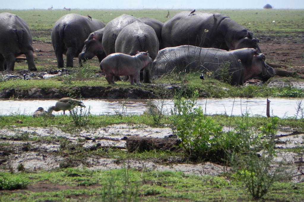 Hippos, Lake Manyara 404