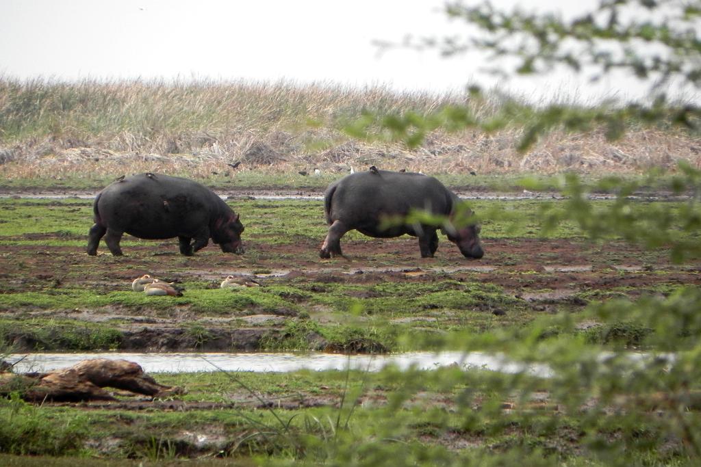 Hippos, Lake Manyara 406