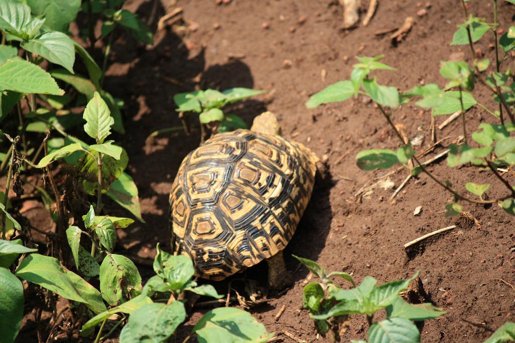 Leopard turtle, Lake Manyara 230