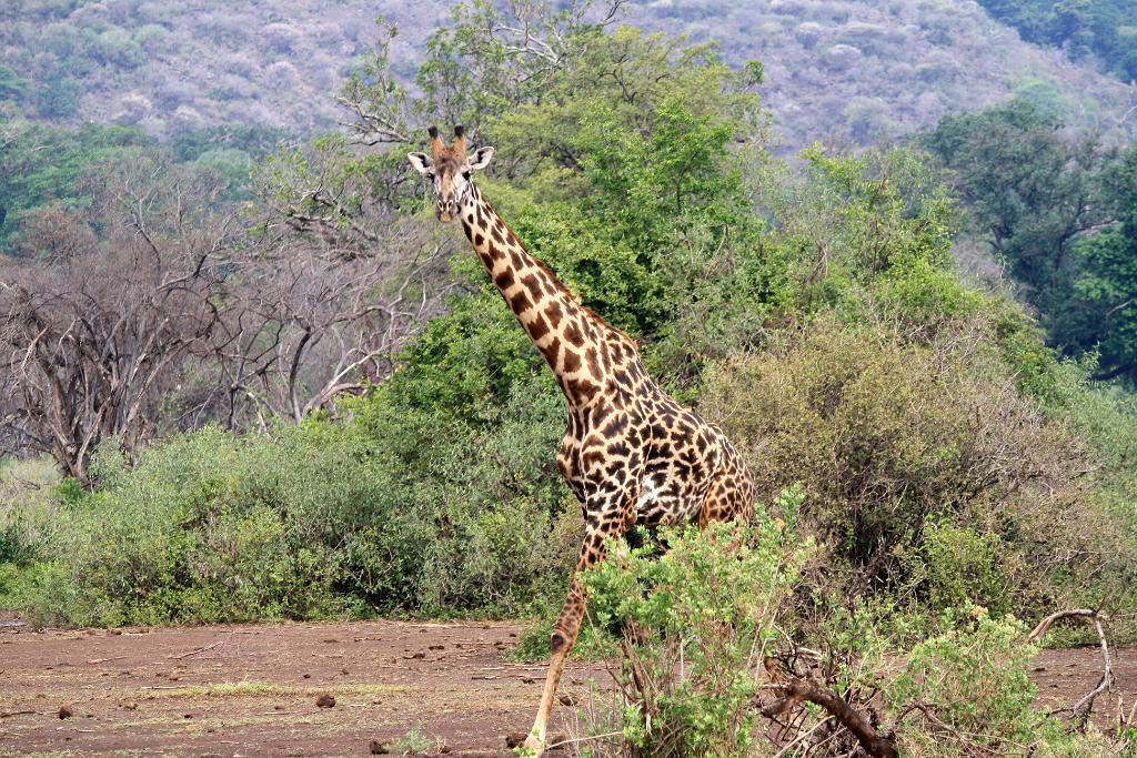 Maasai giraffe, Lake Manyara 102