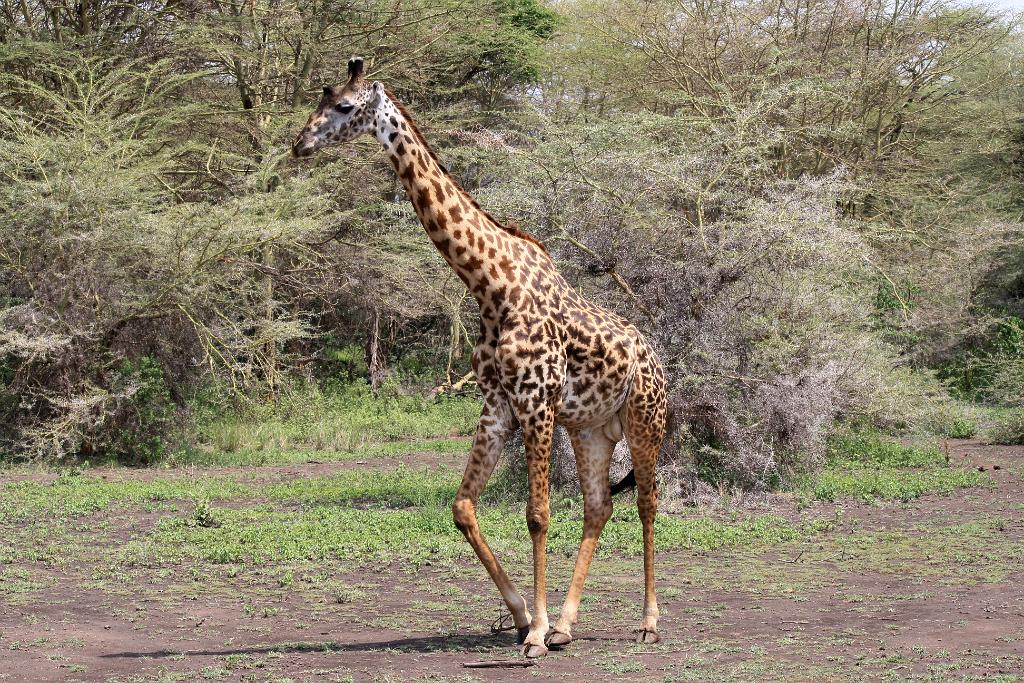 Maasai giraffe, Lake Manyara 107