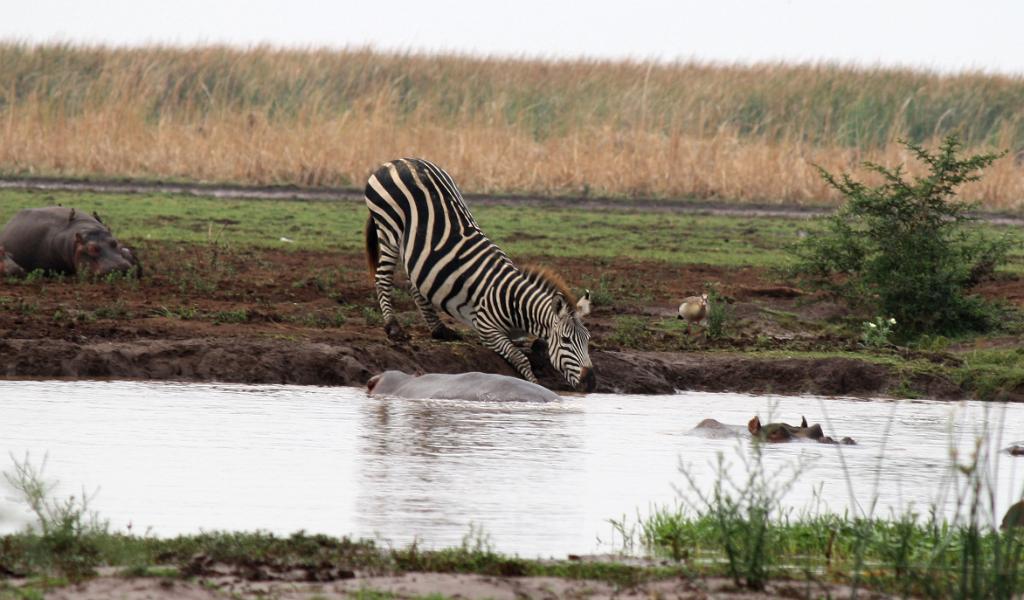 Nervous zebra, Lake Manyara 410