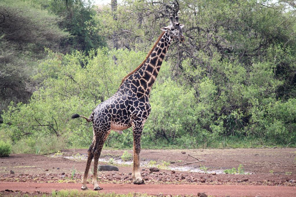 Reticualted giraffe, Lake Manyara 106