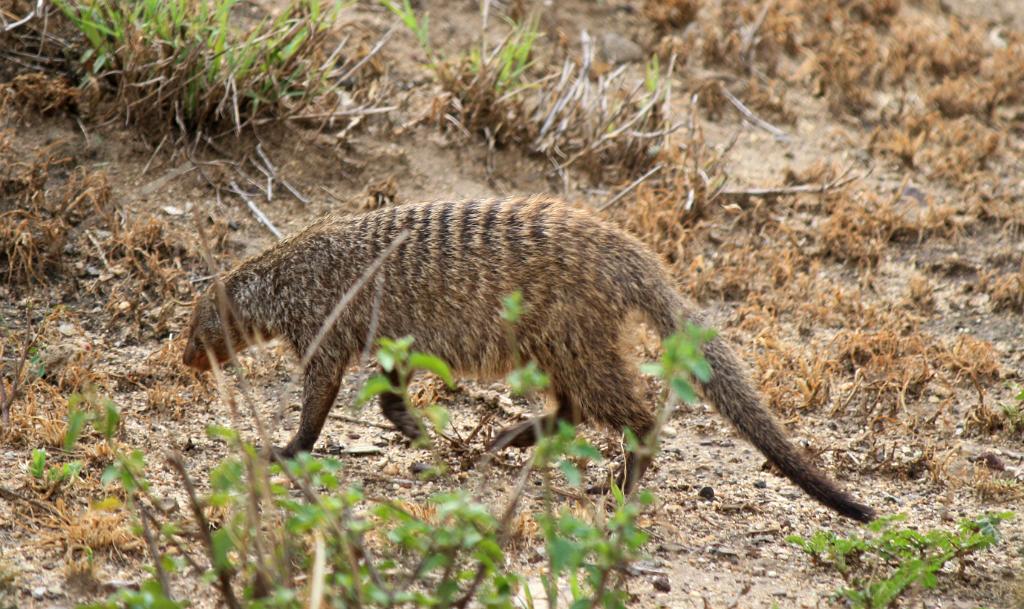 Striped mongoose, Lake Manyara 224