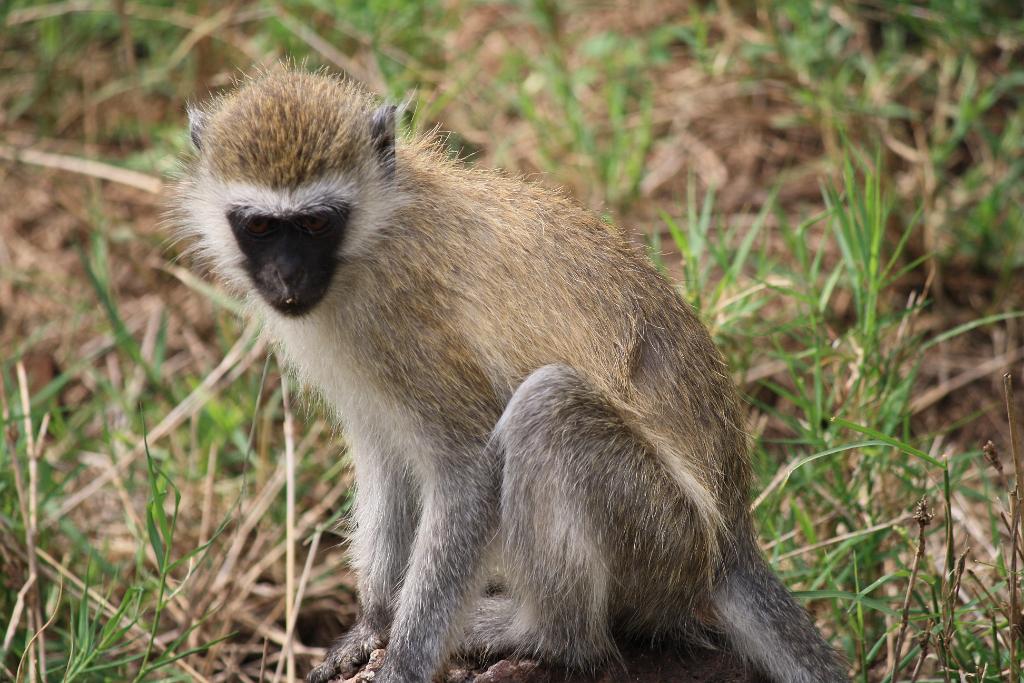 Vervet Monkey Lake Manyara 074