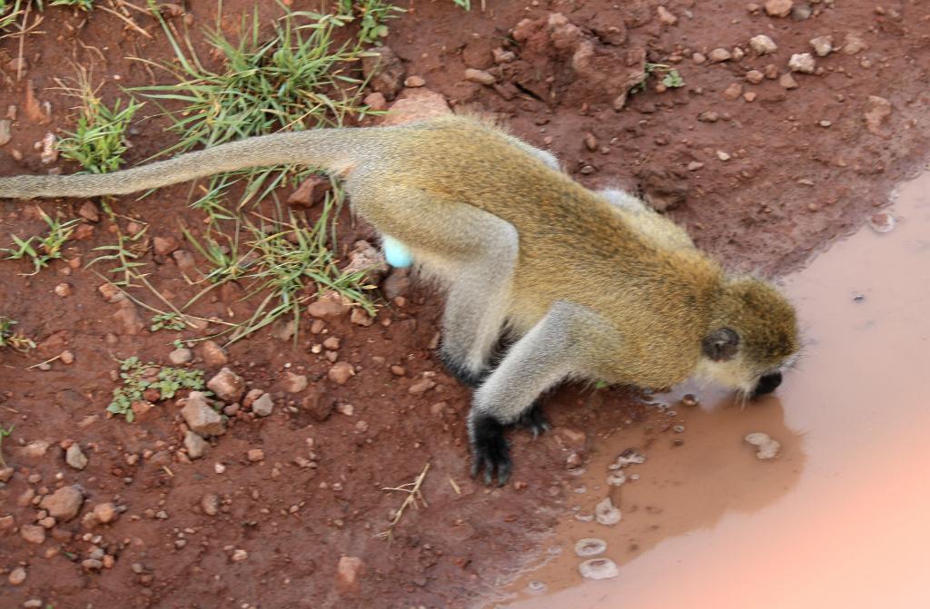Vervet Monkey, Lake Manyara 076