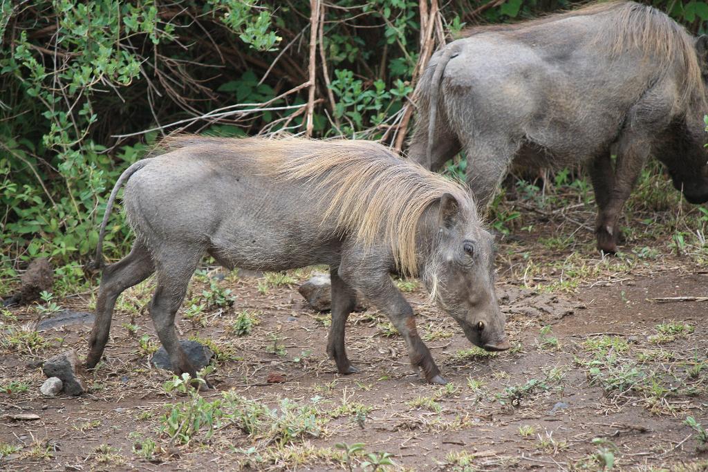 Warthogs, Lake Manyara 054