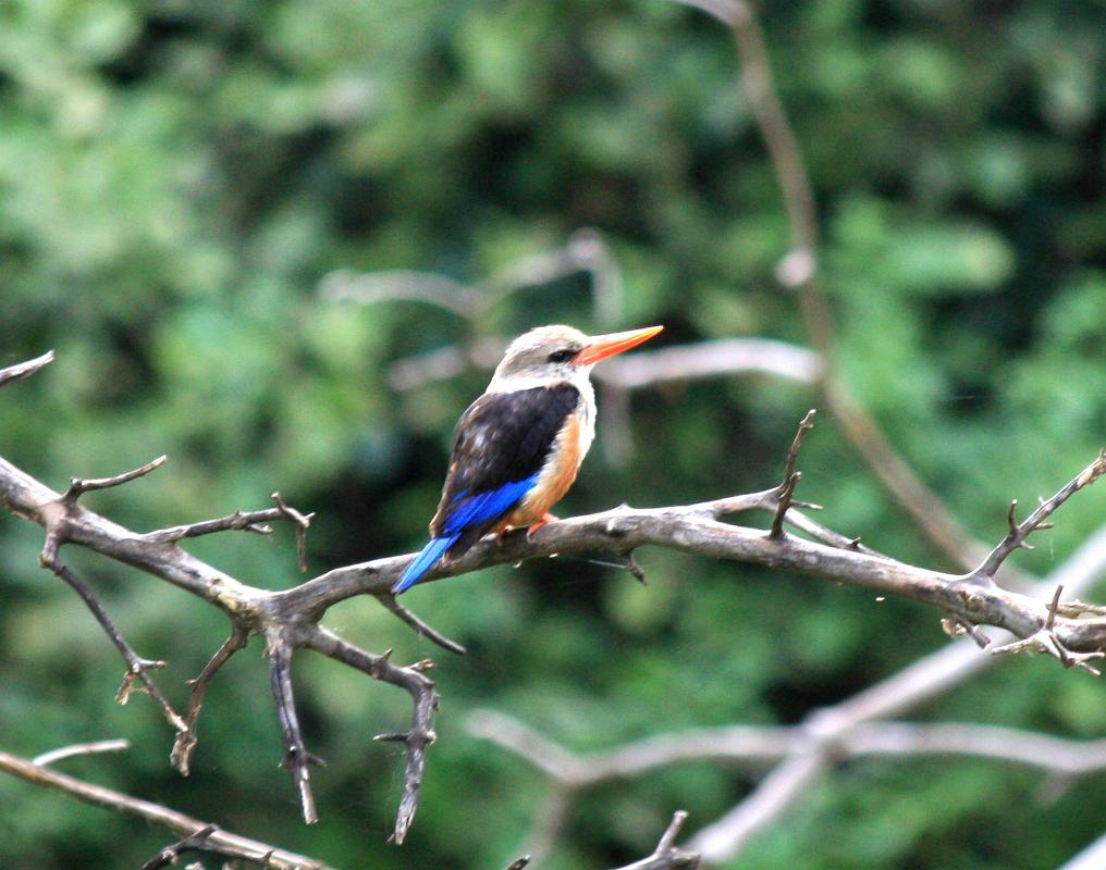 kingfisher, Lake Manyara 298