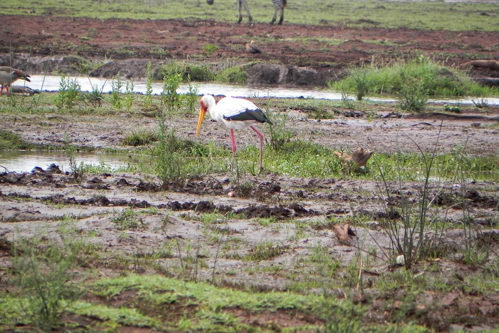 stork, Lake Manyara 334