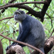 Blue Monkey, Lake Manyara 044.JPG