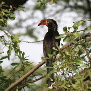 Crowned hornbill, Lake Manyara 296.JPG