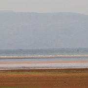 Flamingos Lake Manyara 312.JPG