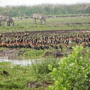 Geese zebras, Lake Manyara 338.JPG