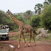 Giraffe, Lake Manyara 104.JPG