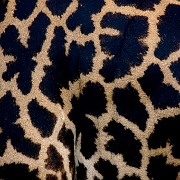 Giraffe, Lake Manyara 105.jpg