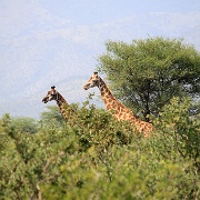 Giraffes 100.JPG