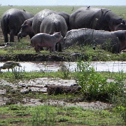 Hippos, Lake Manyara 404.JPG
