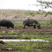 Hippos, Lake Manyara 406.JPG