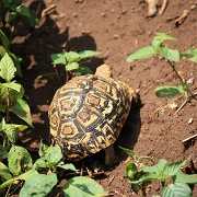 Leopard turtle, Lake Manyara 230.JPG