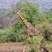Maasai giraffe, Lake Manyara 102.JPG