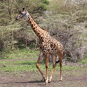 Maasai giraffe, Lake Manyara 107.JPG