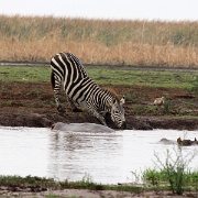 Nervous zebra, Lake Manyara 410.JPG