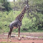 Reticualted giraffe, Lake Manyara 106.JPG