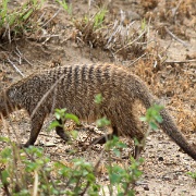 Striped mongoose, Lake Manyara 224.JPG
