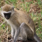 Vervet Monkey Lake Manyara 074.JPG