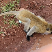 Vervet Monkey, Lake Manyara 076.JPG