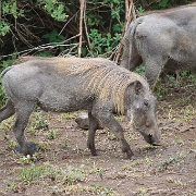 Warthogs, Lake Manyara 054.JPG