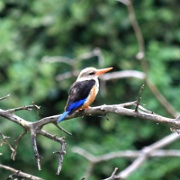 kingfisher, Lake Manyara 298.JPG