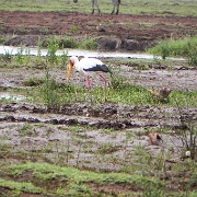 stork, Lake Manyara 334.JPG
