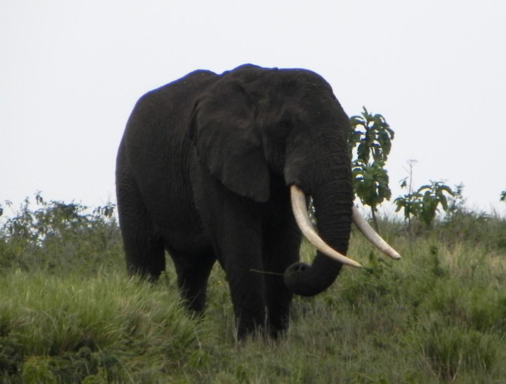 Elephant Ngorongoro 102