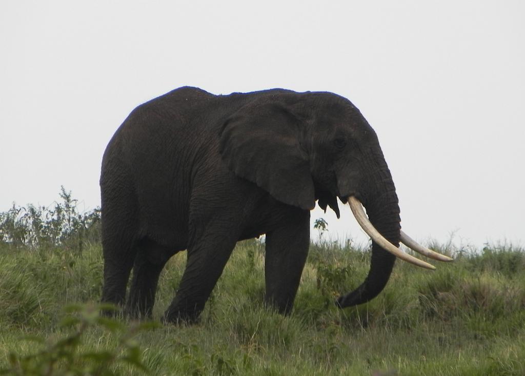 Elephant Ngorongoro 110