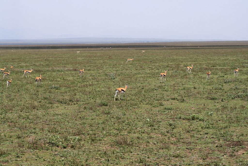 Gazelles Ngorongoro Conservatio 520