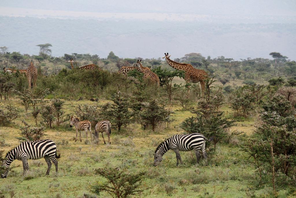 Ngorongoro Conservation Area130
