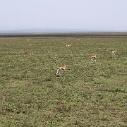 Gazelles Ngorongoro Conservatio 520.JPG